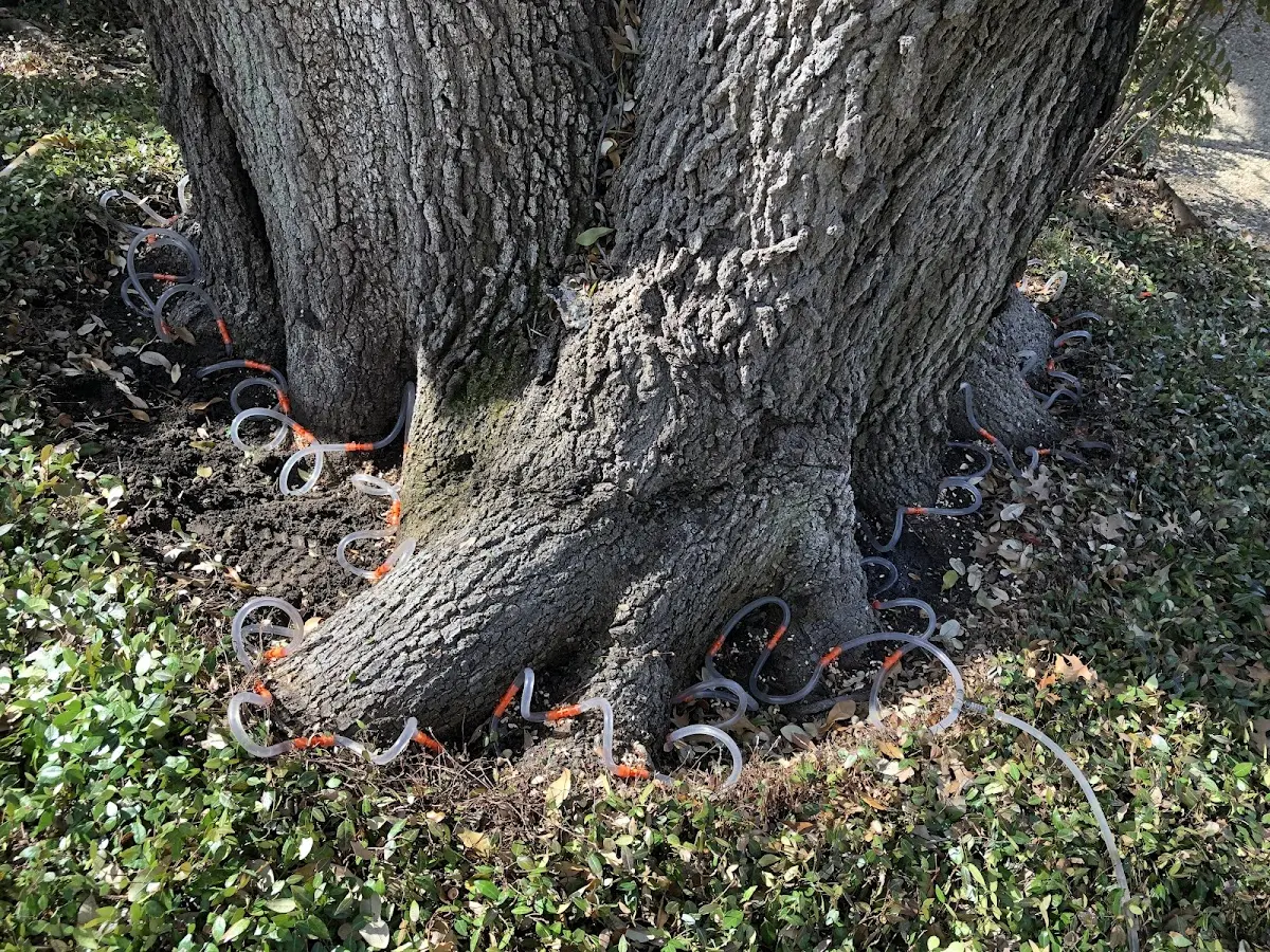 Detailed Tree Cabling and Bracing job site in Mc Kenney