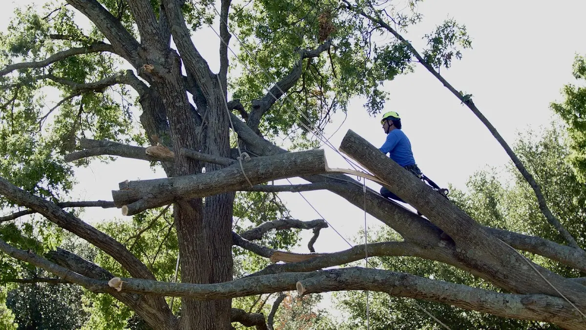 Professional Crown Thinning performed by certified arborists in Mc Kenney