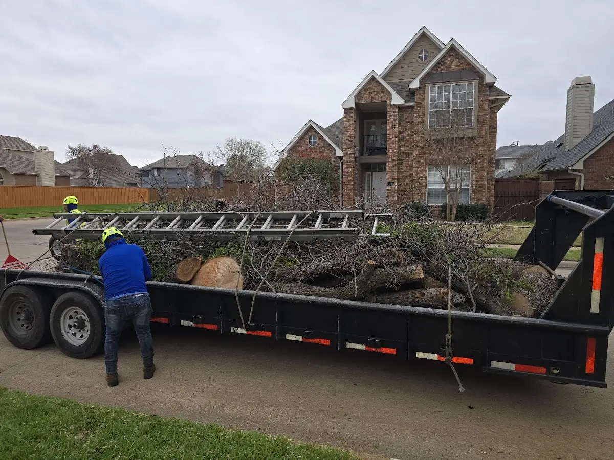 Expert Tree Removal with proper safety equipment in Mc Kenney